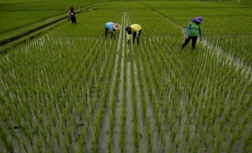 PHILIPPINES-CHINA-FOOD-SCIENCE-FARMING-RICE-IRRI