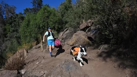 PLOGGING LAWYER AND HIS DOG