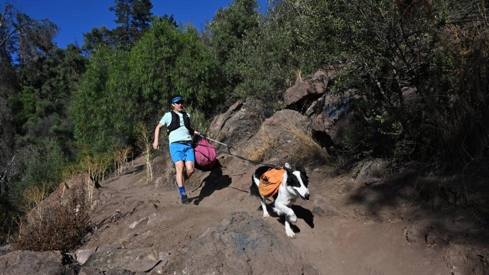 PLOGGING LAWYER AND HIS DOG