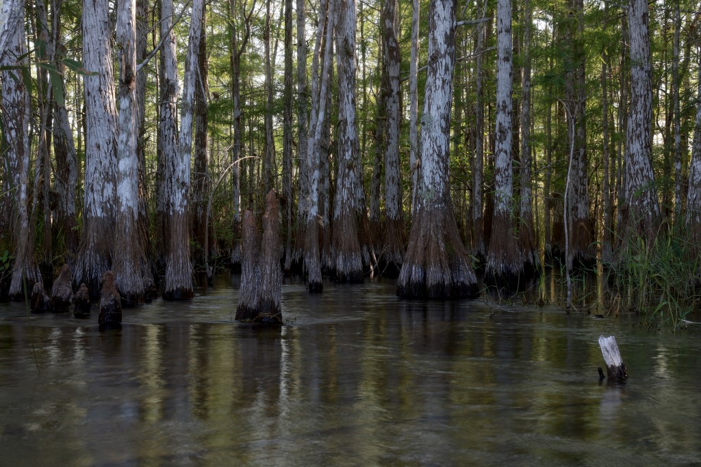 CYPRES TREES